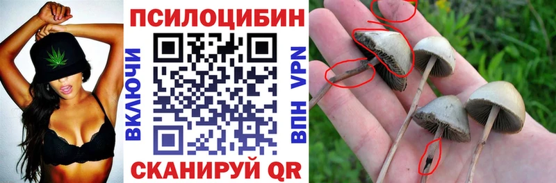 Купить где  Октябрьск  Галлюциногенные грибы Cubensis 
